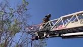 Parrot caught in fishing line rescued from tree by firefighters using crane