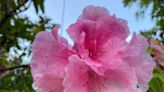 Expert answers to questions about shady gardens, too much lawn and planting supermarket spuds