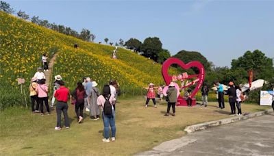 八萬株大爆花! 虎山巖金針花母親節將滿開