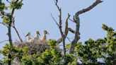 Stork breeding programme has most successful year