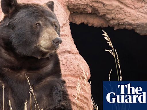 California teacher shocked to find bear enjoying a snack in classroom