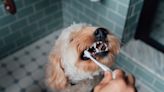 Should you be brushing your dog's teeth?