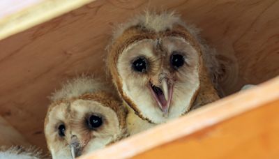 Orphaned baby barn owls find new home at Washington State University
