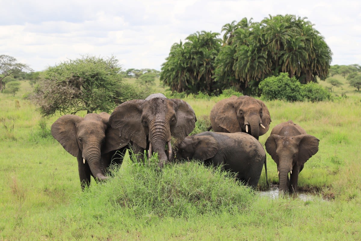 Elephants Have Their Own Names, According to a New Study