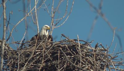 Eagle family near White Rock Lake displaced in Tuesday's storm