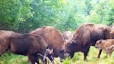 O regresso do bisonte europeu