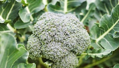 8 Best Broccoli Companion Plants for a Healthier Crop