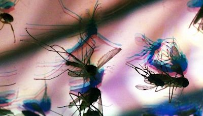 'Invasão' de mosquitos chega ao Uruguai, que também sofre com cheias