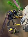 Potter Wasp