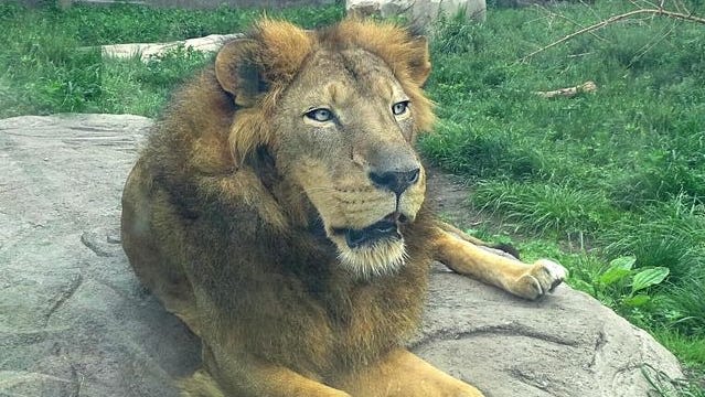 Detroit Zoo's Simba the lion bids Michigan farewell