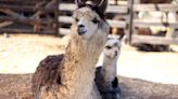 Alpacas Get Bird Flu Too – World-First Report Confirms Infections On Idaho Farm