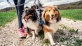 Dog always pulling on the leash? Trainer reveals three things you can do for a stress-free stroll