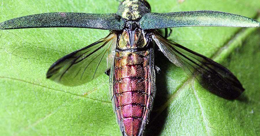 Emerald ash borer detected in Brookings Co.