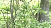 See 19-year-old plant bloom for first and only time at North Carolina Botanic Garden