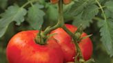 When to Harvest Tomatoes for the Best Flavor