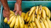 Departamentos de la Región Caribe podrían quedarse sin comer banano durante varias semanas por incómoda razón