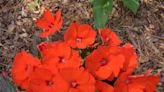 SunPatiens Are Low-Maintenance Super Bloomers That Love the Sun