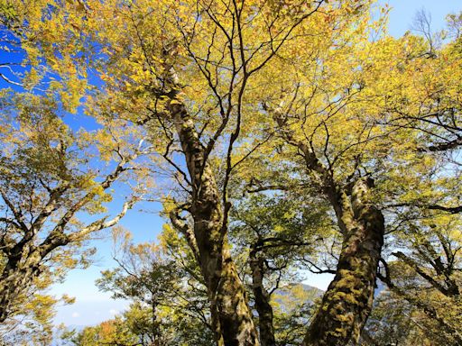 宜蘭太平山山毛櫸秋季限定金黃美景～步道、交通、行程規劃一次看！