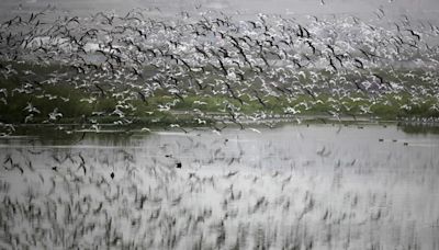 Perú rompe récord mundial tras registrar el segundo mayor número de aves avistadas en un solo día