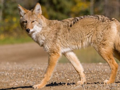 What to Do if You Encounter a Coyote, According to Experts