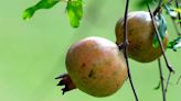 Esta exquisita fruta reduce el dolor en articulaciones, combate la inflamación y es altamente rica en potasio