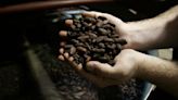 El cacao, más caro que el cobre por primera vez en la historia