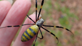 Joro Spider Invasion: Giant venomous flying spiders spreading across East Coast