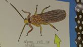GRPS fifth graders push for official state insect