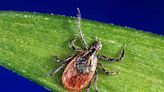 Tick-borne Lyme disease is endemic in Quebec, and it's only getting worse, INSPQ says