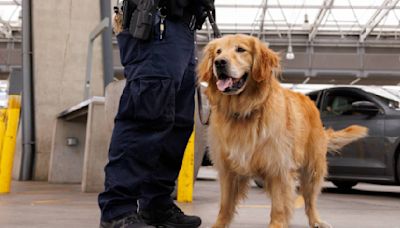 Él es Goose, el perro que es primera defensa contra el fentanilo en la frontera