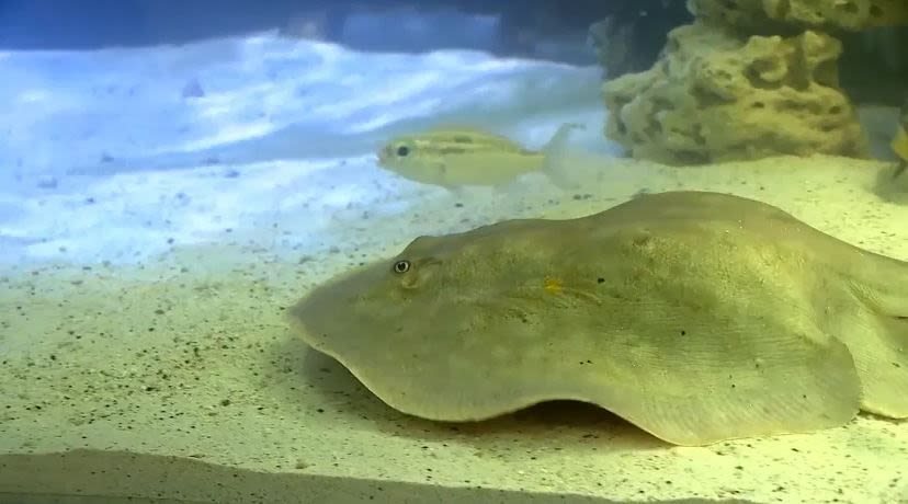 Stingray Charlotte reported to be 'stable' as aquarium shutters for unknown amount of time – KION546