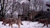 Wolves living by Chernobyl nuclear plant develop cancer-resistant genes