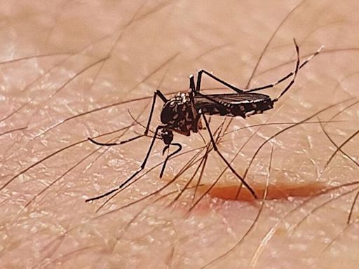 Spain tourist warning as woman dies from killer virus spread by mosquitoes