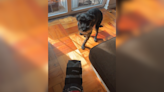 Dog has hilariously empathetic response to owner breaking his foot