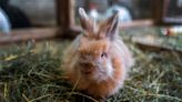 What do rabbits need in their cage? A complete checklist for a comfortable home