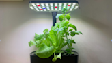 Anyone can have a green thumb with AeroGarden's awesome new countertop hydroponic garden