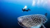 What is the biggest shark? Meet the ocean's largest fish and the top 10 biggest sharks