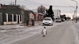 Pinguim é visto em cidade argentina; veja vídeo | GZH