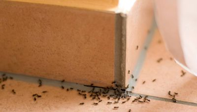 Have the ants come marching in your PA home? Here’s why – and how to get rid of them