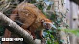 Bristol Zoo Project to focus on six species facing extinction