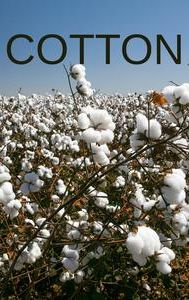 Cotton