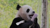 Here's what we know about DC’s new giant pandas: Bao Li and Qing Bao