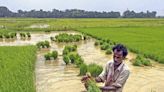 Farmers rush to plant summer crops amid above-average monsoon rainfall