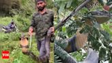 Watch: 12-foot king cobra slithers into garden in Karnataka, rescued | Bengaluru News - Times of India