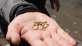 New gold rush underway in California following exceptionally wet winter