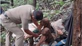 Maharashtra news: American woman of Indian origin found chained to a tree in Sindhudurg forest | Today News