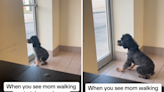 Dog can't contain "the excitement" when he sees mom at groomers