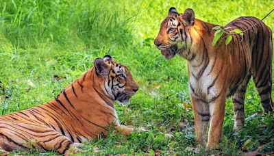 Tigers in their realm: How to experience the wild responsibly