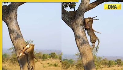 Viral video: Leopard effortlessly climbs tree with massive prey in its mouth, watch