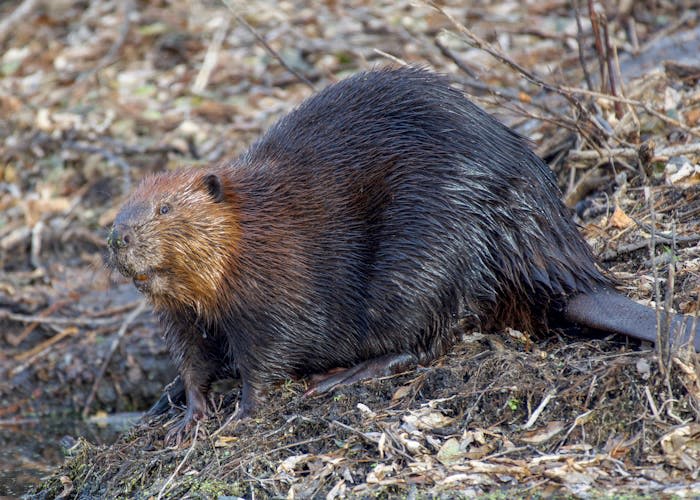 Rabid beaver found in Tivoli Bays - Mid Hudson News